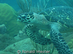 Taken with Canon G9 off the coast of NW Puerto Rico by Ronald Wester 